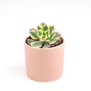 sunburst, aeonium sunburst for sale, succulents shop in California, Succulents shop near me, succulent subscription, how to grow succulents, succulent care guide, succulent care, succulents store in CA, monthly succulents, sunburst in California, How to grow sunburst, rose-shaped succulent plants