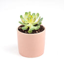 sun cups, agave plant, Succulents shop near me, succulents shop in California, succulents store in CA, succulent plant, cactus, Succulents, succulent care, succulent care tips, sun cups in California, How to grow sun cups