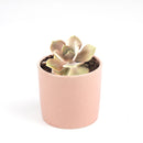 echeveria succulent, echeveria types, succulent echeveria, buy succulents online, succulent shop, succulent store, echeveria plant, indoor succulents