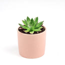 Succulent Christmas Gift Ideas, Christmas Gift Ideas for Succulent Lovers, Holiday Succulent Planter, Holiday Decorating with Succulents, 4 inch echeveria agavoides christmas in terracotta clay pot as gift