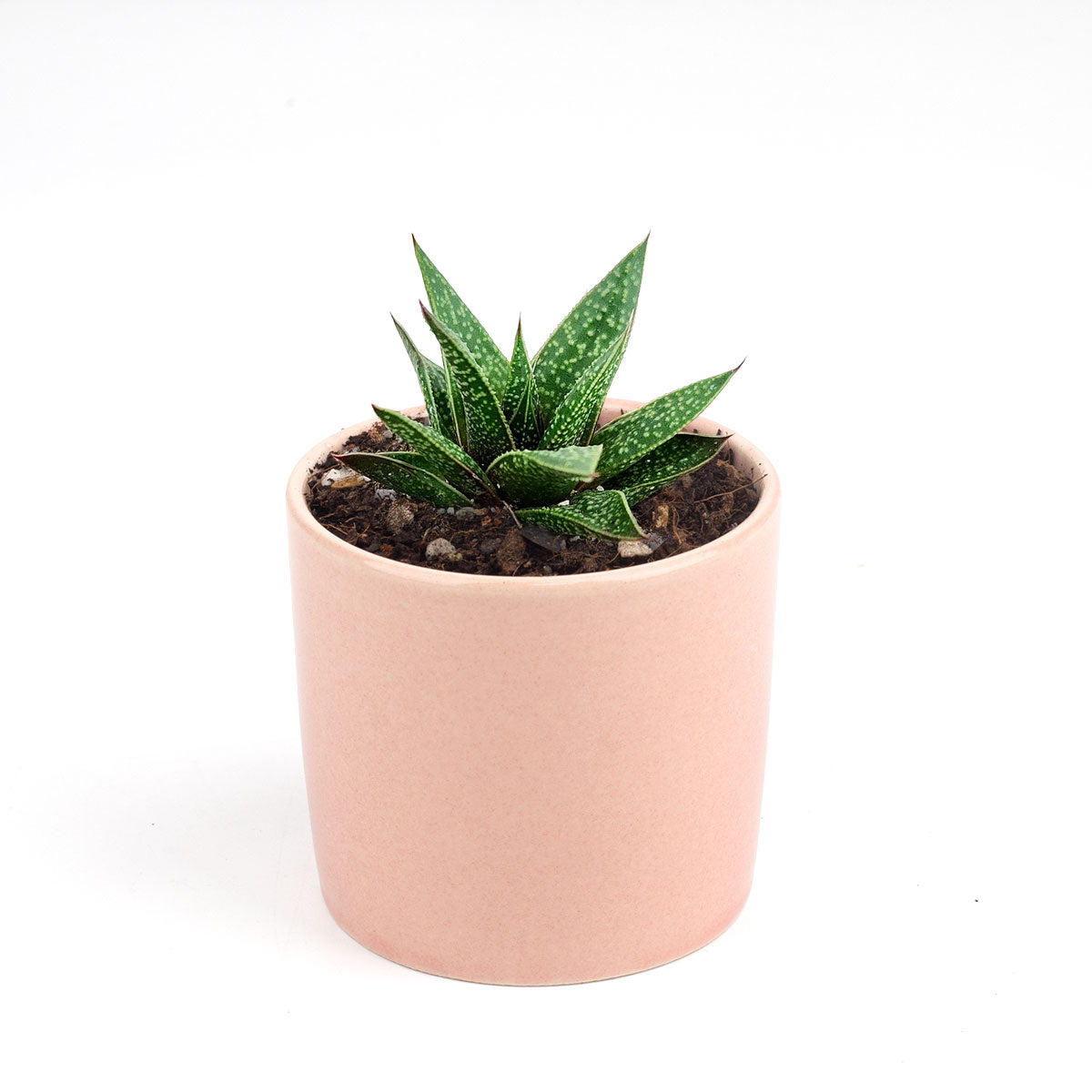 Gasteria Flow Aloe for sale, Rare succulents, succulent care tips, Succulents shop near me, succulent plant, monthly succulents, indoor succulents, succulent subscription, succulents store in CA, Gasteria Flow Aloe in California, How to grow Gasteria Flow Aloe, Lace Aloe