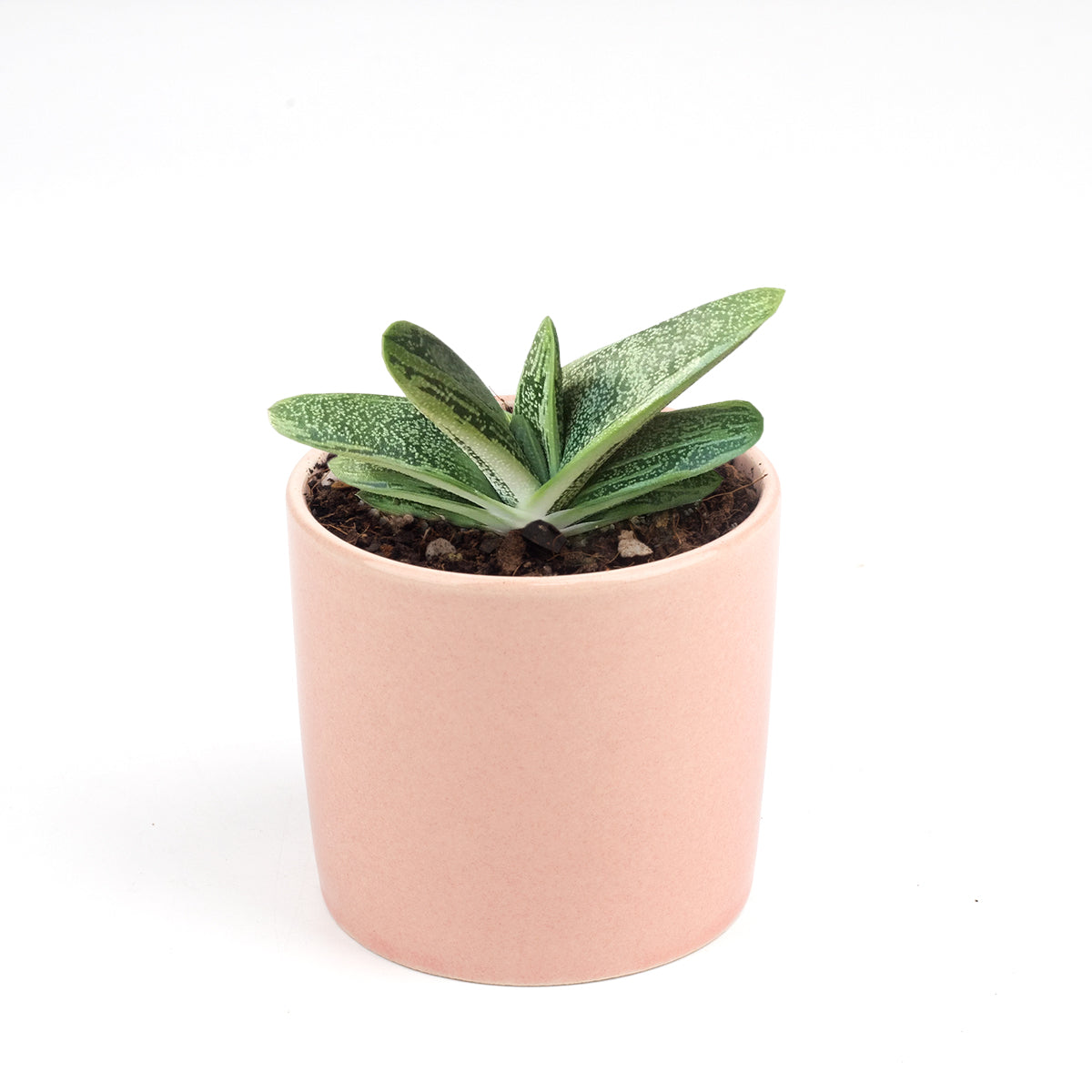 gasteria little warty, aloe vera, green succulent, succulent box, delivery box, succulent species, succulent garden, diy succulent, cactus green, garden gift, cool garden ideas, growing succulent, creative landscapes