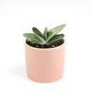 green succulent, succulent box, delivery box, succulent species, succulent garden, diy succulent, cactus green, garden gift