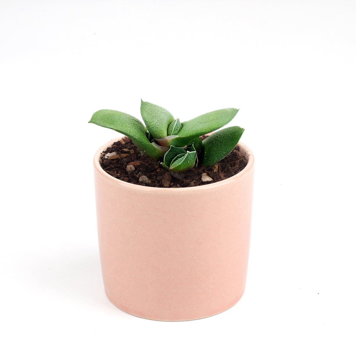 Gasteria ox tongue for sale, succulent plant, succulent care tips, how to grow succulents, Succulents shop near me, Rare succulents, Succulents, succulents garden, cactus, Gasteria ox tongue in California, How to grow Gasteria ox tongue