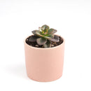 echeveria succulent, echeveria types, succulent echeveria, buy succulents online, succulent shop, succulent store, echeveria plant, indoor succulents