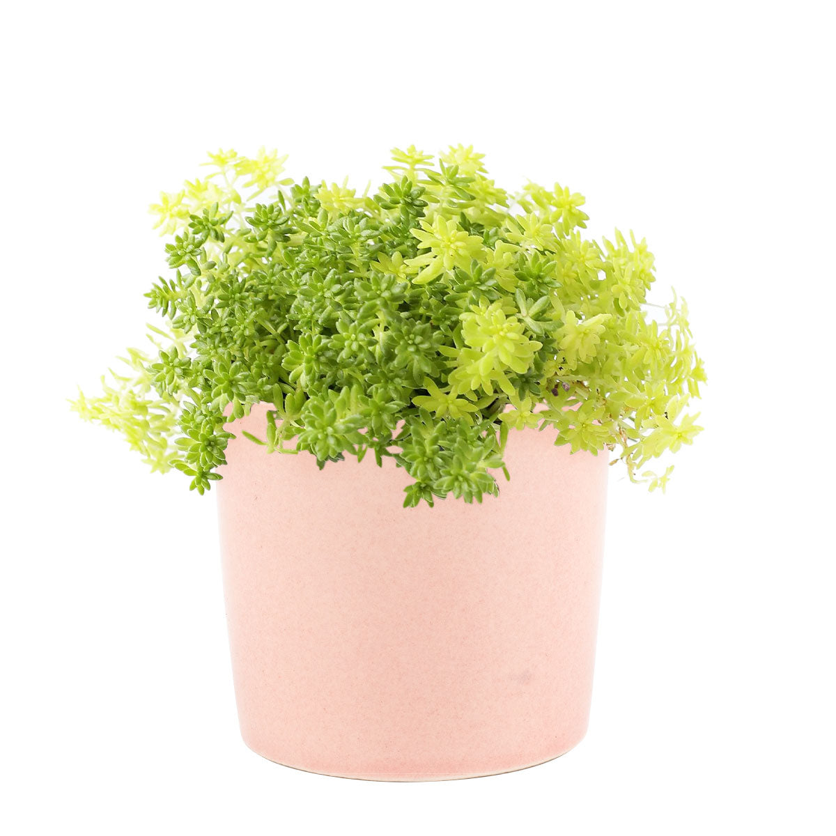 Sedum Golden Moss, succulent plant, Rare succulents, monthly succulents, succulents shop in California, Succulents shop near me, Succulents, how to grow succulents, succulent care guide, Sedum Golden Moss in California, How to grow Sedum Golden Moss, Tokyo Sun Succulent