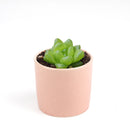 succulent care tips, Haworthia Cymbiformis Var. Obtusa in California, How to grow Haworthia Cymbiformis Var. Obtusa. indoor succulents.