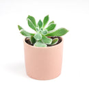 Echeveria Doris Taylor Succulent, christmas plants, buy Echeveria Doris Taylor Succulent online, Echeveria Doris Taylor Succulent for sale, unique succulents