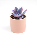Echeveria Afterglow Succulent Care Guide, indoor succulents, echeveria, echeveria succulent, echeveria types, succulent echeveria, buy succulents online, succulent shop, succulent store, echeveria plant, colorful rose-shaped succulent for sale
