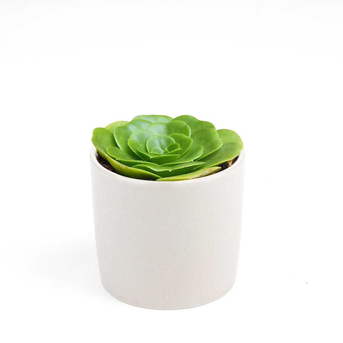 Green Platters, succulents store in CA, succulents garden, succulent care tips, cactus, succulents shop in California, succulent subscription, how to grow succulents, succulent plant, Green Platters in California, How to grow Green Platters