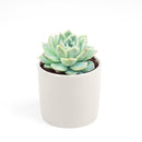 Echeveria Elegans for sale, succulent care guide, monthly succulents, Rare succulents, succulents store in CA, succulent care, succulents garden, Succulents shop near me, Echeveria Elegans in California