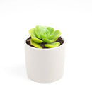 Aeonium Lily Pad, succulent plant, Succulents shop near me, how to grow succulents, monthly succulents, Succulents, succulent care guide, cactus, indoor succulents, Aeonium Lily Pad in California