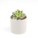 sunburst, aeonium sunburst for sale, succulents shop in California, Succulents shop near me, succulent subscription, how to grow succulents, succulent care guide, succulent care, succulents store in CA, monthly succulents, sunburst in California, How to grow sunburst, rose-shaped succulent plants