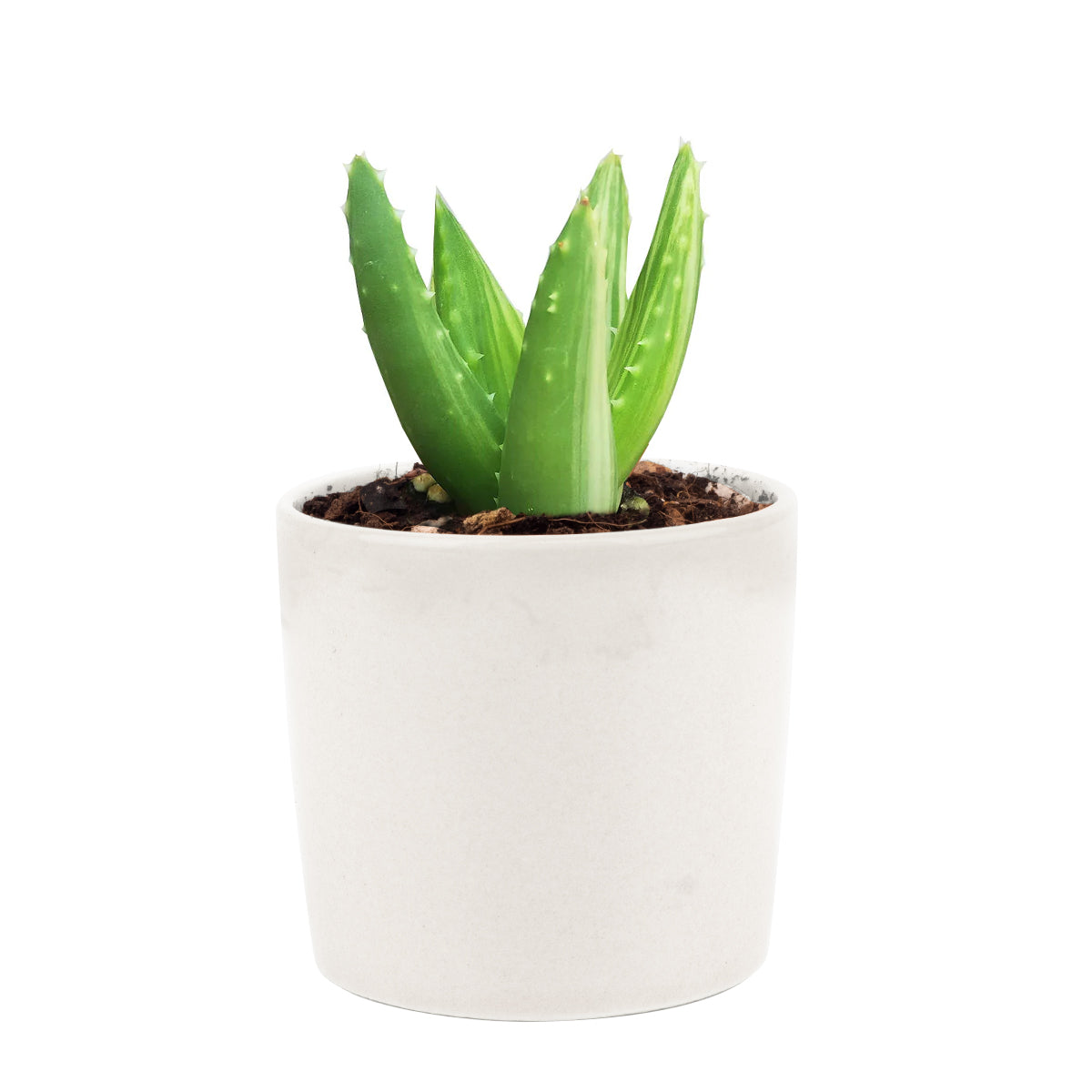 Variegated aloe for sale, succulents shop in California, succulent care, how to grow succulents, succulents garden, Succulents shop near me, Rare succulents, cactus, succulent care tips, Variegated aloe in California, How to grow Variegated aloe