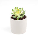 sun cups, agave plant, Succulents shop near me, succulents shop in California, succulents store in CA, succulent plant, cactus, Succulents, succulent care, succulent care tips, sun cups in California, How to grow sun cups