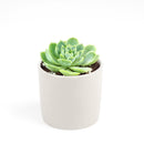 Lime Green Echeveria Succulent Plant, Rosettes Succulent, Thanksgiving succulents gift, Easter succulents idea, Growing succulents for thanksgiving, echeveria, echeveria succulent