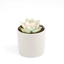 buy succulents online, succulent shop, succulent store, echeveria plant, indoor succulents