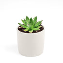 Succulent Christmas Gift Ideas, Christmas Gift Ideas for Succulent Lovers, Holiday Succulent Planter, Holiday Decorating with Succulents, 4 inch echeveria agavoides christmas in terracotta clay pot as gift