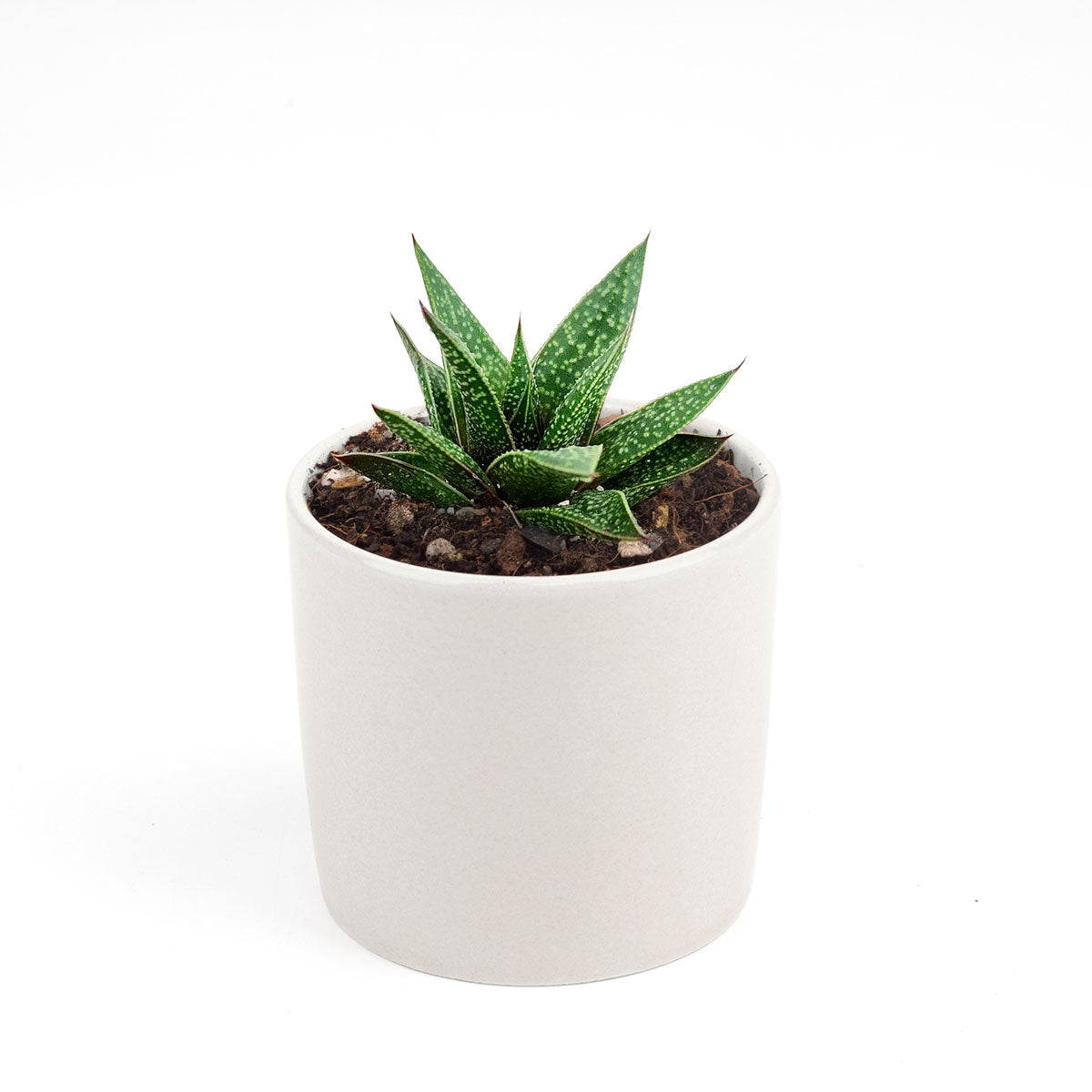Gasteria Flow Aloe for sale, Rare succulents, succulent care tips, Succulents shop near me, succulent plant, monthly succulents, indoor succulents, succulent subscription, succulents store in CA, Gasteria Flow Aloe in California, How to grow Gasteria Flow Aloe, Lace Aloe