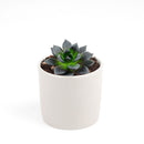 echeveria, echeveria types, succulent echeveria, buy succulents online, succulent shop, succulent store, echeveria plant, indoor succulents, care tips for growing echeveria succulent