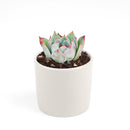 Pink Succulent, Echeveria for thanksgiving, How to care echeveria succulents for thanksgiving, echeveria, echeveria succulent, echeveria types, succulent echeveria, buy succulents online, succulent shop, succulent store, echeveria plant, indoor succulents, colorful succulent for sale