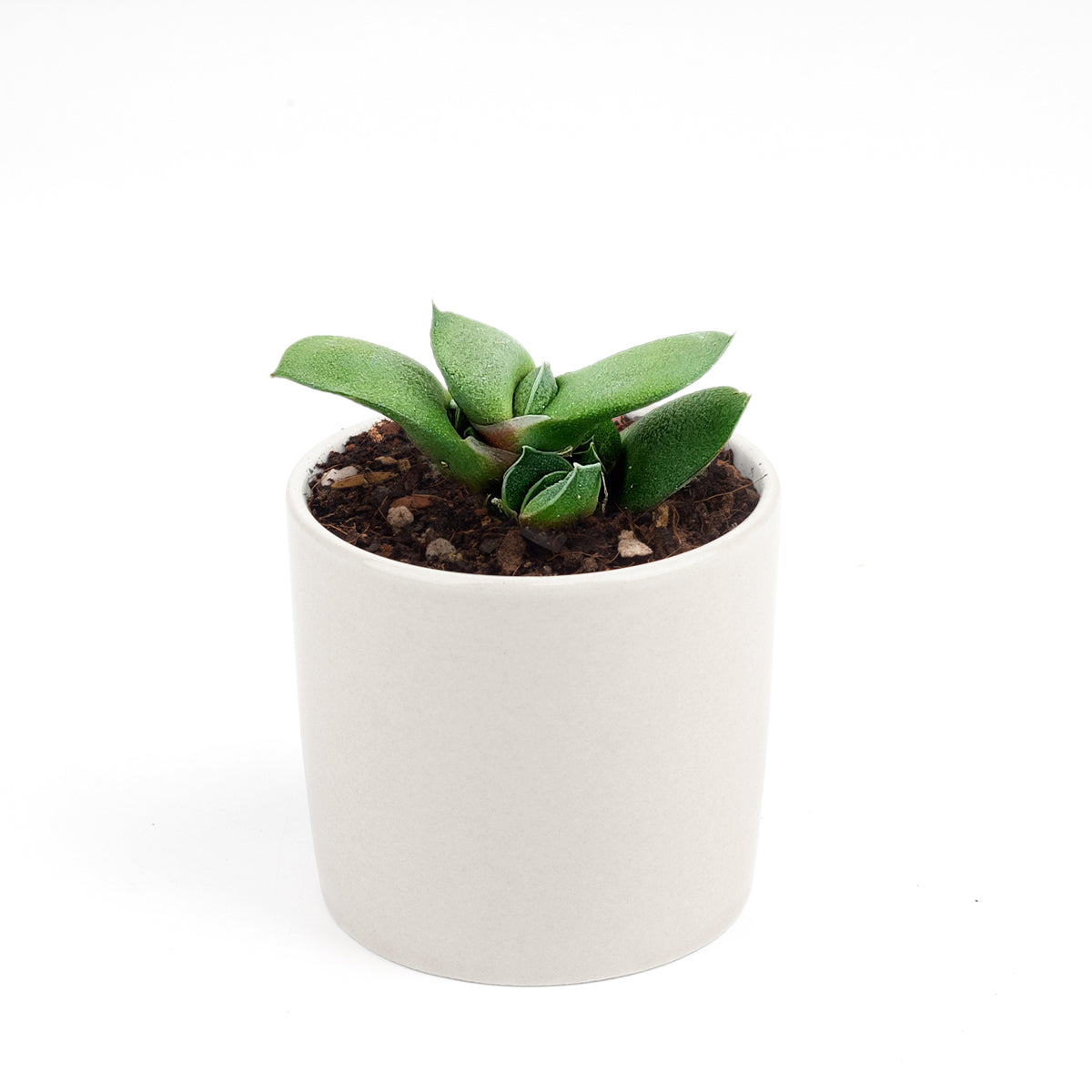 Gasteria ox tongue for sale, succulent plant, succulent care tips, how to grow succulents, Succulents shop near me, Rare succulents, Succulents, succulents garden, cactus, Gasteria ox tongue in California, How to grow Gasteria ox tongue