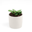 succulent plant, succulent care tips, how to grow succulents, Succulents shop near me, Rare succulents, Succulents, succulents garden, cactus, Gasteria ox tongue in California, How to grow Gasteria ox tongue