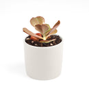 Curly purple echeveria, succulents garden, succulent subscription, indoor succulents, how to grow succulents, Succulents shop near me, succulent care, succulent plant, succulent care guide, Curly purple echeveria in California, How to grow Curly purple echeveria, Echeveria for thanksgiving, Easter echeveria gifts, indoor succulents, echeveria, echeveria succulent, echeveria types, succulent echeveria, buy succulents online, succulent shop, succulent store, echeveria plant