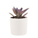 Graptoveria Fred Ives in California, How to grow Graptoveria Fred Ives, rare succulents, rare succulents for sale, unique succulents, buy succulents online, rare succulent, succulent shop, unusual succulents, succulent store, succulents online, buy Graptoveria Fred Ives online