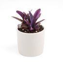 Purple Heart Tradescantia Pallida, easy to care houseplant, best indoor plant for home office decoration, purple heart plant, how to care for tradescantia pallida, care tips for growing Purple Heart Plants