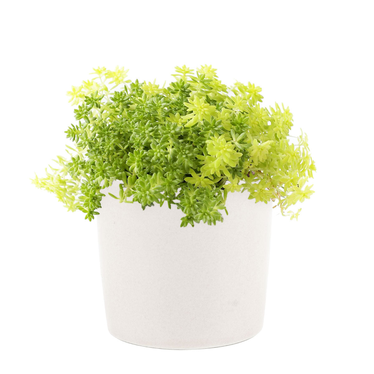 Sedum Golden Moss, succulent plant, Rare succulents, monthly succulents, succulents shop in California, Succulents shop near me, Succulents, how to grow succulents, succulent care guide, Sedum Golden Moss in California, How to grow Sedum Golden Moss, Tokyo Sun Succulent