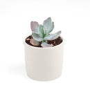 Echeveria Decora Variegated for sale, How to grow Echeveria Decora Variegated, Variegata Echeveria Decora broad flatish leaves, Rare Variegated Echeveria Decora, Tricolor Echeveria Decora Plant Care, Succulents, Succulents Gift Box, Succulent Home Decoration, Shop Succulents Online Store, Succulents Shop in California, echeveria, echeveria succulent, echeveria types, succulent echeveria, buy succulents online, succulent shop, succulent store, echeveria plant, indoor succulents