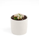 Succulents shop near me, indoor succulents, succulents garden, cactus, succulent subscription, Haworthia cooperi var. obtusa in California, How to grow Haworthia cooperi var. obtusa . indoor succulents, unique succulents