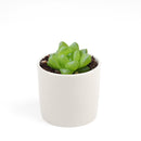 succulent care tips, Haworthia Cymbiformis Var. Obtusa in California, How to grow Haworthia Cymbiformis Var. Obtusa. indoor succulents.