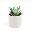 cactus, Succulents shop near me, succulents garden, succulent subscription, how to grow succulents, succulent care, Succulents