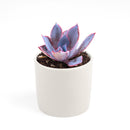 Echeveria Afterglow Succulent Care Guide, indoor succulents, echeveria, echeveria succulent, echeveria types, succulent echeveria, buy succulents online, succulent shop, succulent store, echeveria plant, colorful rose-shaped succulent for sale