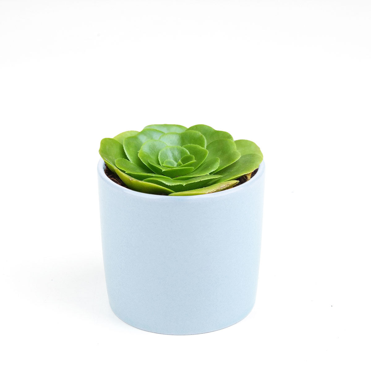 Green Platters, succulents store in CA, succulents garden, succulent care tips, cactus, succulents shop in California, succulent subscription, how to grow succulents, succulent plant, Green Platters in California, How to grow Green Platters