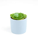 Green Platters, succulents store in CA, succulents garden, succulent care tips, cactus, succulents shop in California, succulent subscription, how to grow succulents, succulent plant