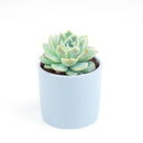 Echeveria Elegans for sale, succulent care guide, monthly succulents, Rare succulents, succulents store in CA, succulent care, succulents garden, Succulents shop near me, Echeveria Elegans in California