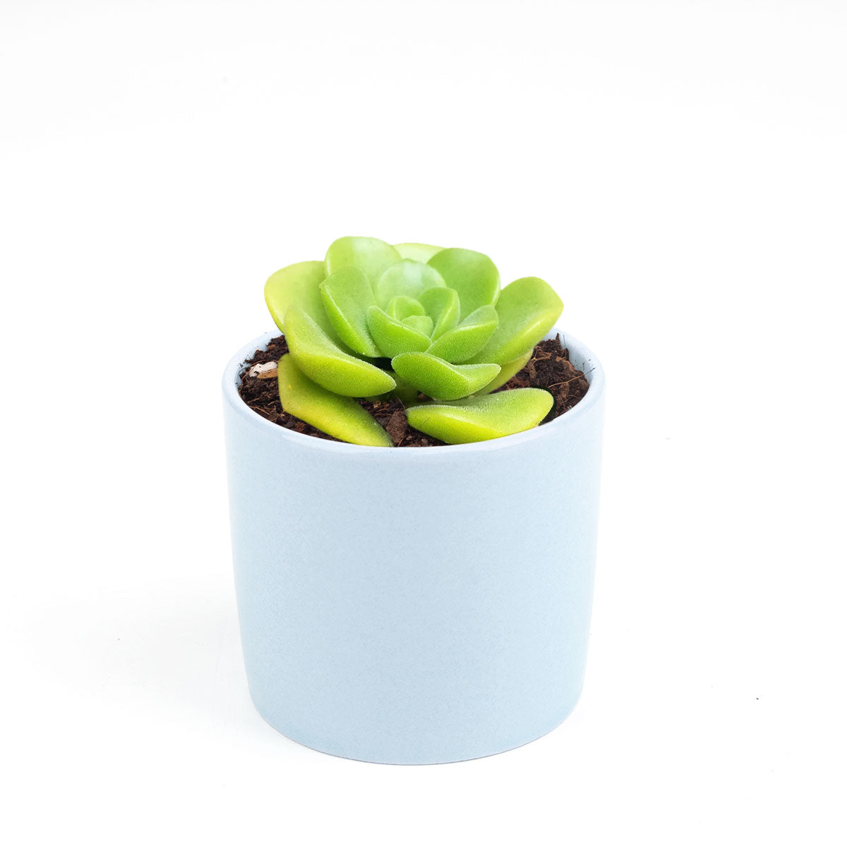 Aeonium Lily Pad, succulent plant, Succulents shop near me, how to grow succulents, monthly succulents, Succulents, succulent care guide, cactus, indoor succulents, Aeonium Lily Pad in California, How to grow Aeonium Lily Pad