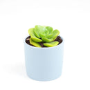 Aeonium Lily Pad, succulent plant, Succulents shop near me, how to grow succulents, monthly succulents, Succulents, succulent care guide, cactus, indoor succulents, Aeonium Lily Pad in California