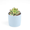 sunburst, aeonium sunburst for sale, succulents shop in California, Succulents shop near me, succulent subscription, how to grow succulents, succulent care guide, succulent care, succulents store in CA, monthly succulents, sunburst in California, How to grow sunburst, rose-shaped succulent plants