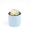 buy succulents online, succulent shop, succulent store, echeveria plant, indoor succulents