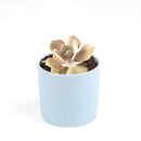 echeveria succulent, echeveria types, succulent echeveria, buy succulents online, succulent shop, succulent store, echeveria plant, indoor succulents