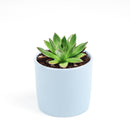 Succulent Christmas Gift Ideas, Christmas Gift Ideas for Succulent Lovers, Holiday Succulent Planter, Holiday Decorating with Succulents, 4 inch echeveria agavoides christmas in terracotta clay pot as gift