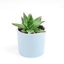  indoor succulents, echeveria, echeveria succulent, echeveria types, succulent echeveria, buy succulents online, succulent shop, succulent store, echeveria plant, colorful succulent plants