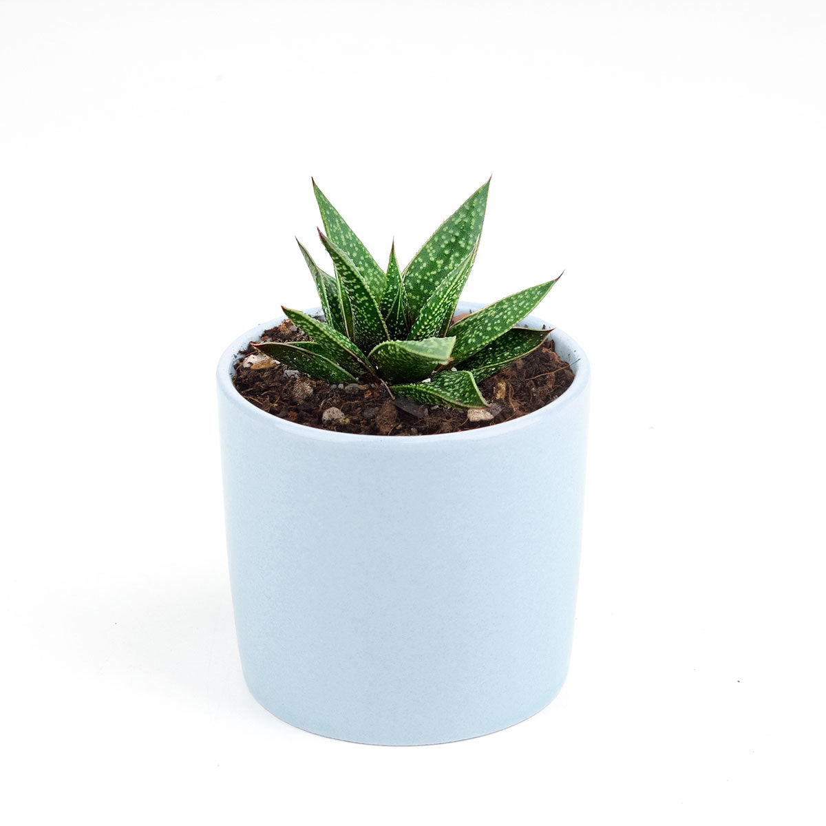Gasteria Flow Aloe for sale, Rare succulents, succulent care tips, Succulents shop near me, succulent plant, monthly succulents, indoor succulents, succulent subscription, succulents store in CA, Gasteria Flow Aloe in California, How to grow Gasteria Flow Aloe, Lace Aloe