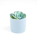 Echeveria Atlantis for sale, Succulents, indoor succulents, succulent care, succulent plant, succulents shop in California, monthly succulents, Echeveria Atlantis in California, How to grow Echeveria Atlantis, Echeveria for thanksgiving, How to care echeveria succulents, Easter echeveria gift, Echeveria gift for thanksgiving, Easter eggs echeveria, indoor succulents, echeveria, echeveria succulent, echeveria types, succulent echeveria, buy succulents online, succulent shop, succulent store, echeveria plant