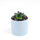 echeveria, echeveria types, succulent echeveria, buy succulents online, succulent shop, succulent store, echeveria plant, indoor succulents, care tips for growing echeveria succulent