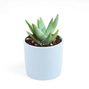 cactus, Succulents shop near me, succulents garden, succulent subscription, how to grow succulents, succulent care, Succulents